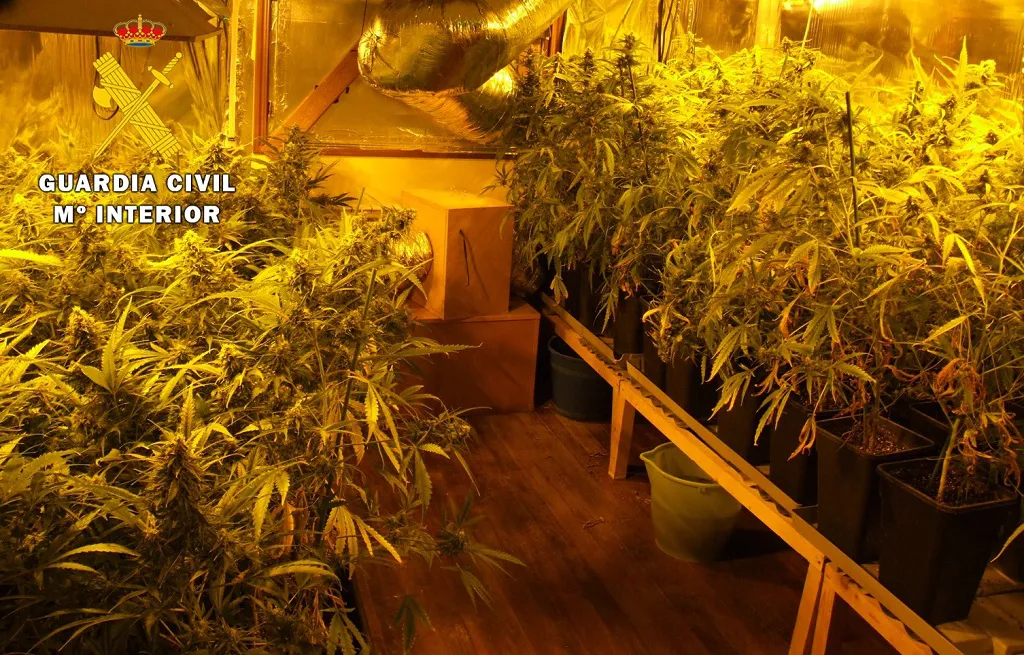 La Guardia Civil desmantela una plantación ‘indoor’ de marihuana en el Valle de Mena