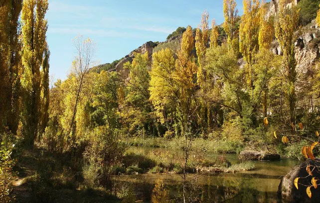 Castilla y León y La Ribera celebran el cambio de postura de la Confederación Hidrográfica del Duero en relación con las plantaciones de chopo