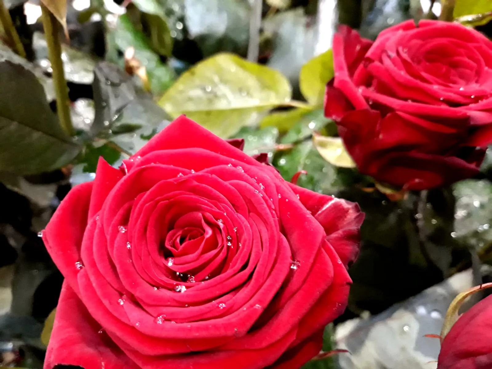 Mayo en Burgos es igual a Fiesta de las Flores