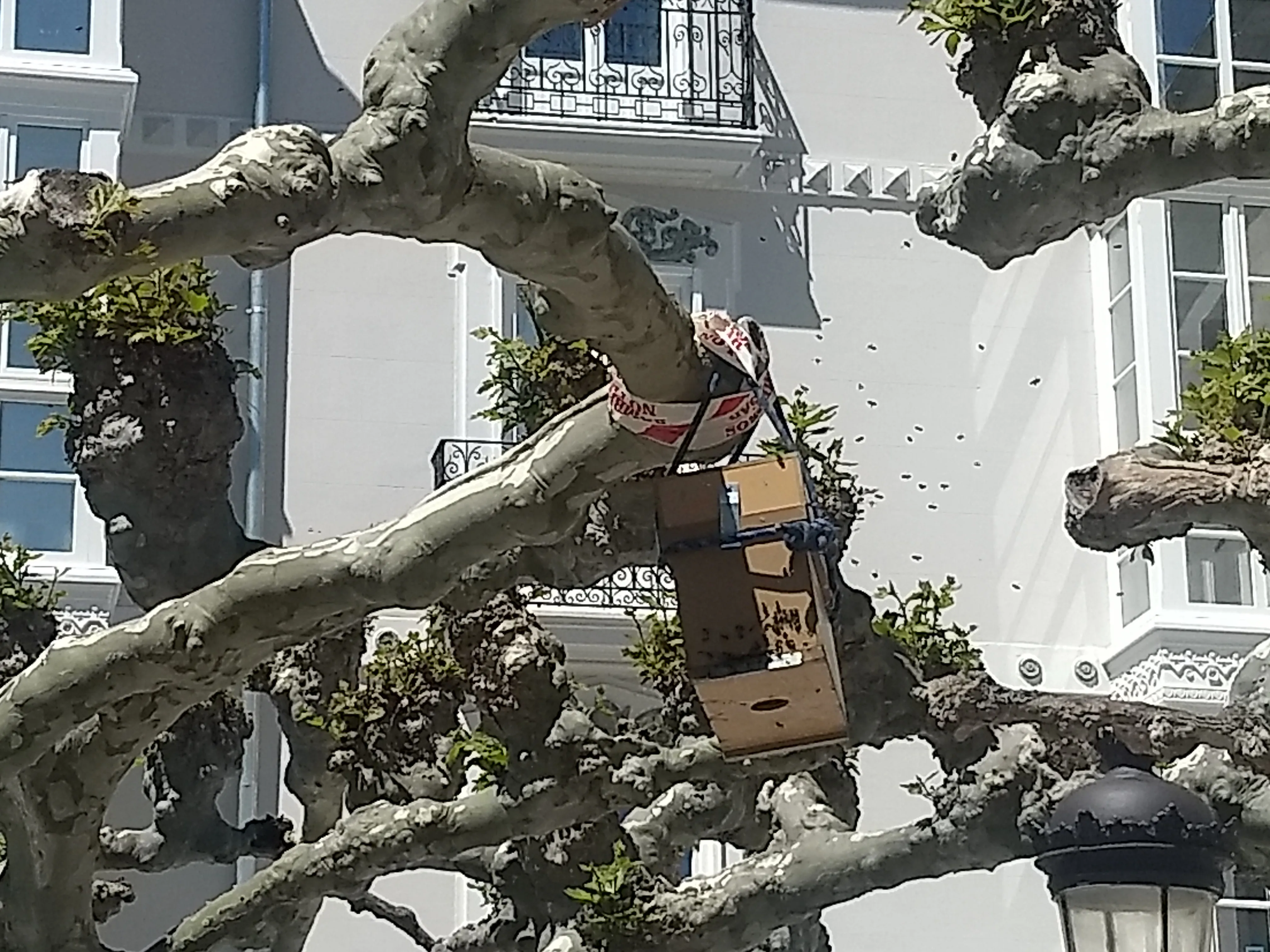 El Paseo del Espolón con un peligroso enjambre de abejas hace intervenir a los bomberos