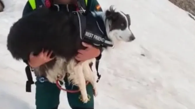 La Guardia Civil rescata a un perro de una pareja de Burgos atrapado en un nevero de Picos de Europa