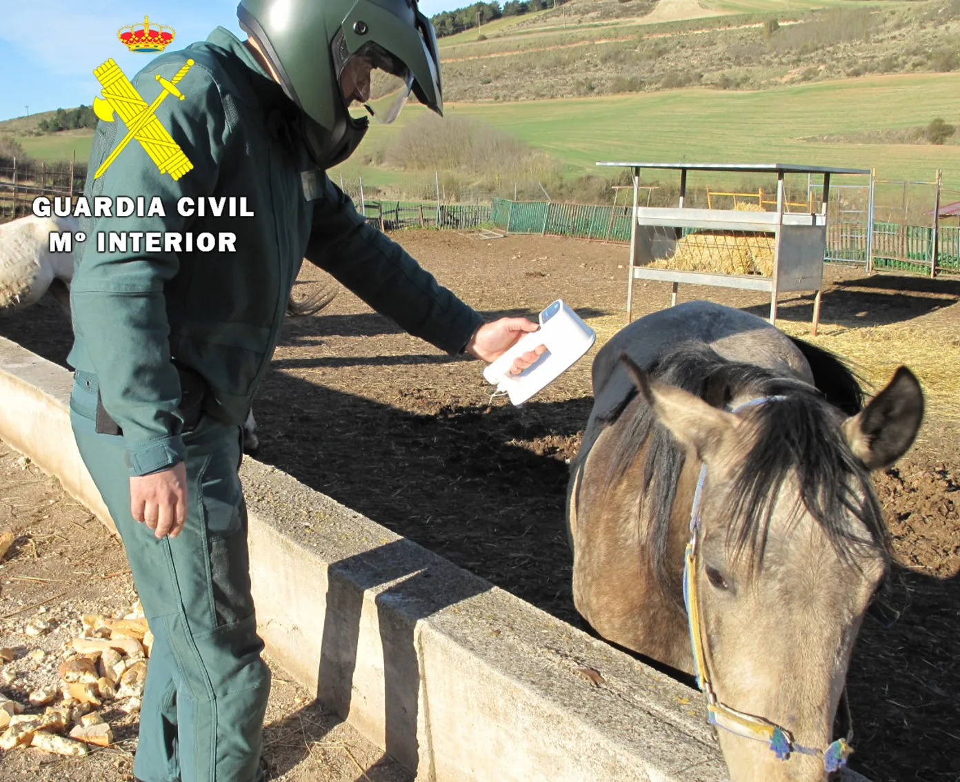 La Guardia Civil detecta la comercialización irregular de 30 caballos para carne