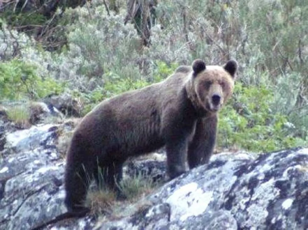 Se pone en marcha el protocolo de aviso en caso de presencia de osos en las ciudades