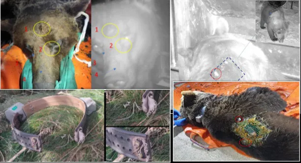 Fotografiado en buenas condiciones el ejemplar de oso pardo radiomarcado en Alto Sil supuestamente objeto de un episodio de furtivismo