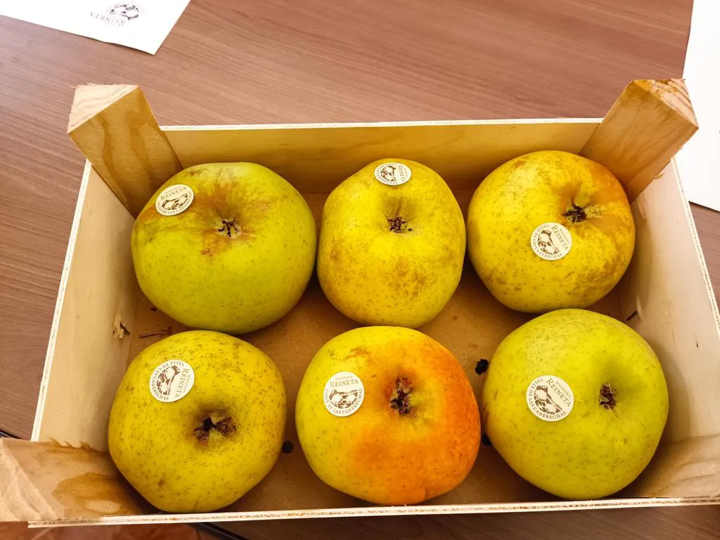 Cantabrana celebra una nueva edición de la Feria de la Manzana Reineta