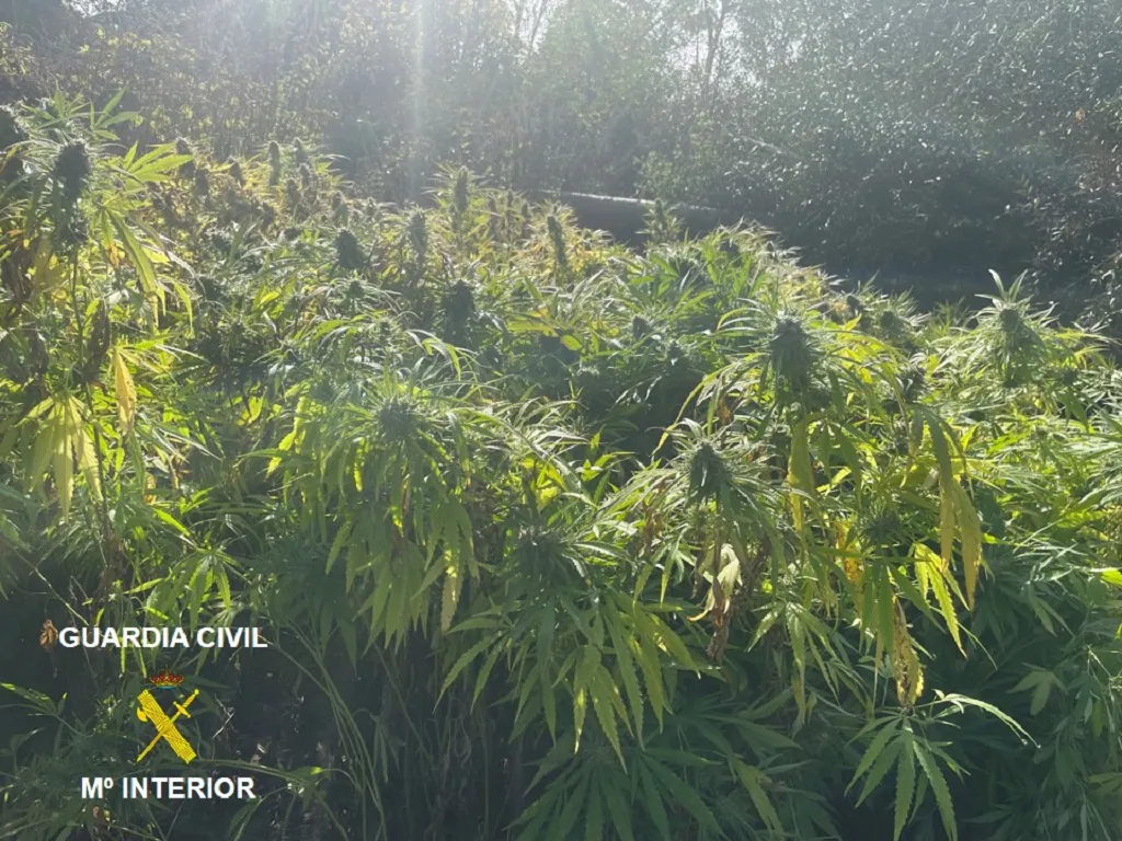 La Guardia Civil localiza una plantación de marihuana