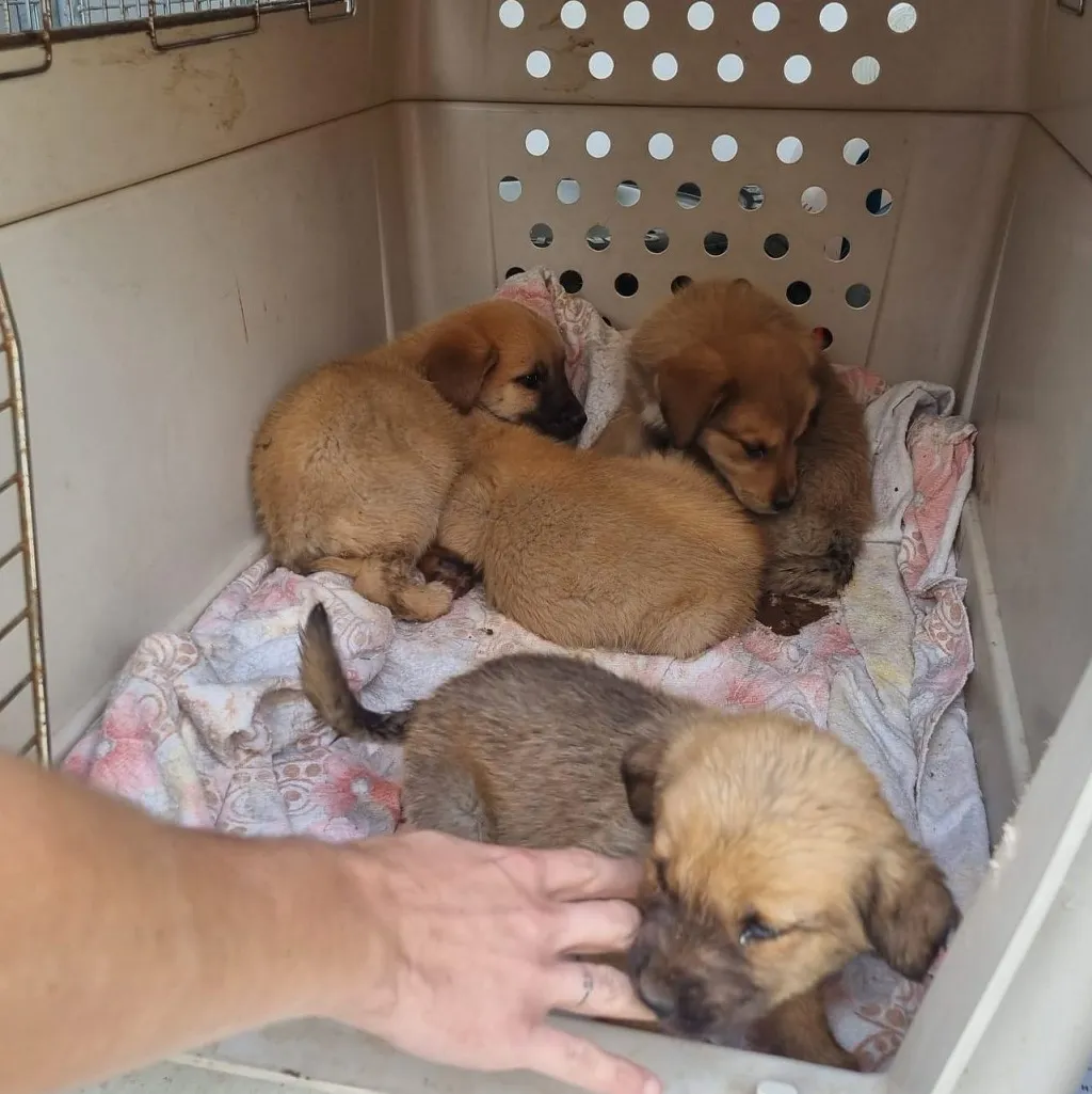 Aluvión de animales abandonados en Burgos