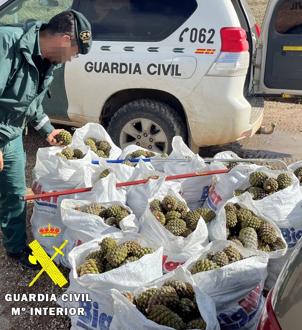 Intervienen 800 kilogramos de piñas piñoneras obtenidas de forma ilegal