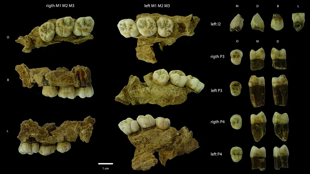 Las poblaciones del Pleistoceno medio europeo presentan características dentales similares