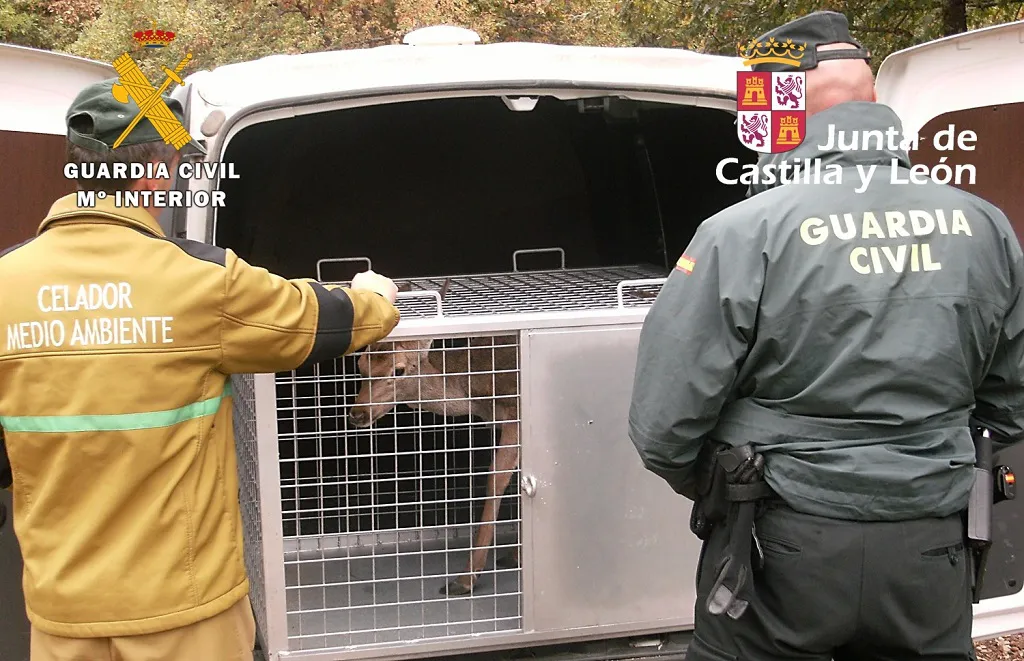 Liberan a una cierva cautiva en una explotación ganadera