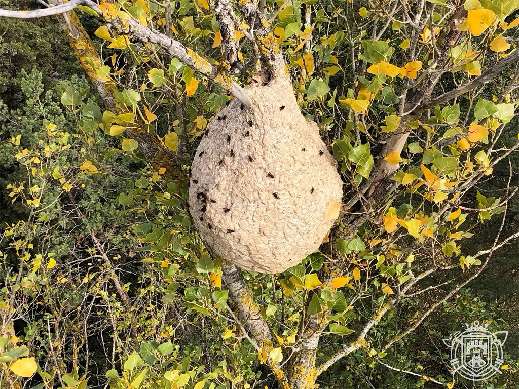 Retiran un nido de avispa asiática en un árbol del Paseo de La Quinta
