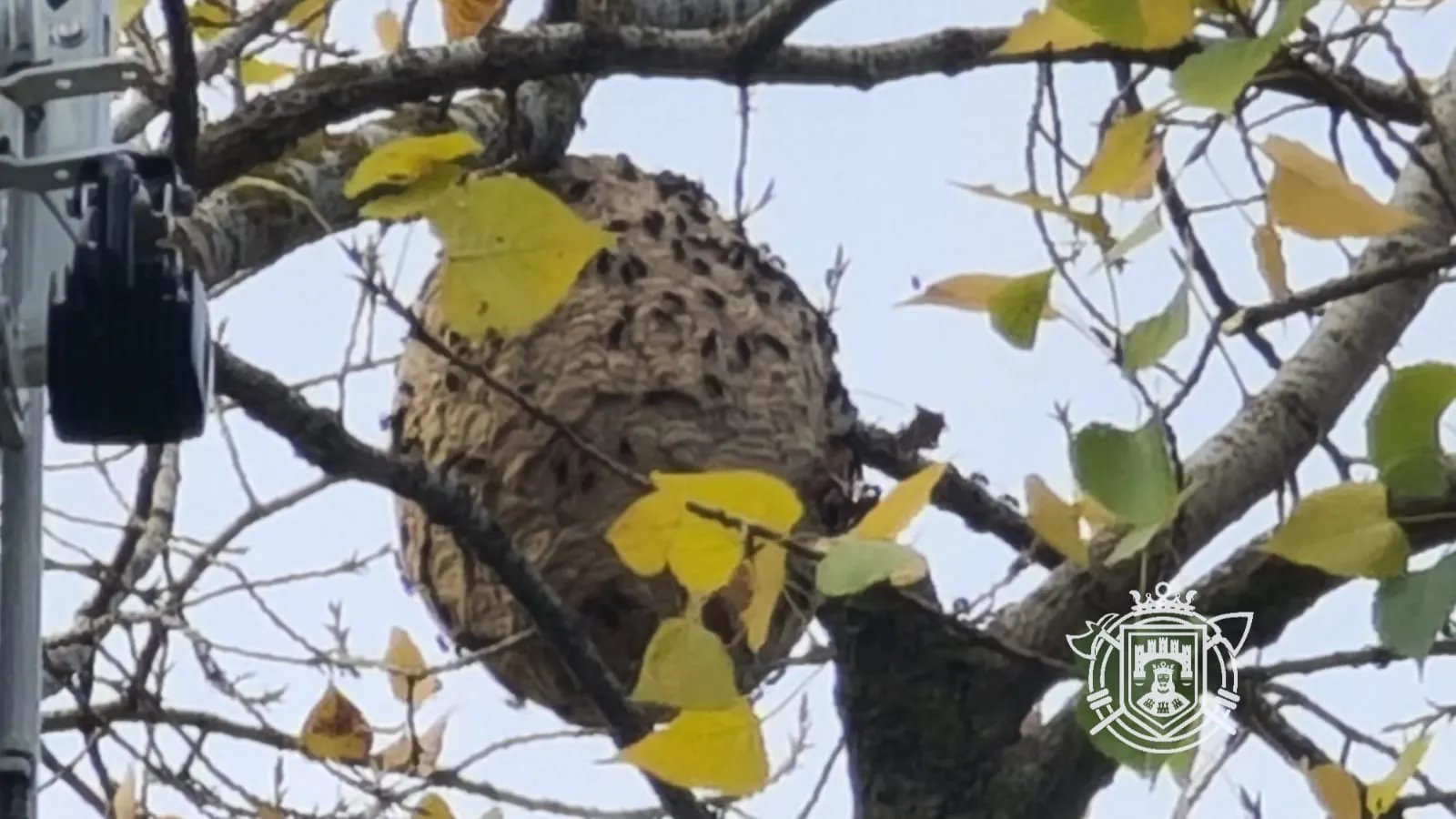 La avispa asiática ya está en Burgos y ha venido para quedarse