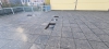 Foto 6 - Los descuidos imprudentes de los exteriores del Polideportivo Jos&eacute; Luis Talamillo