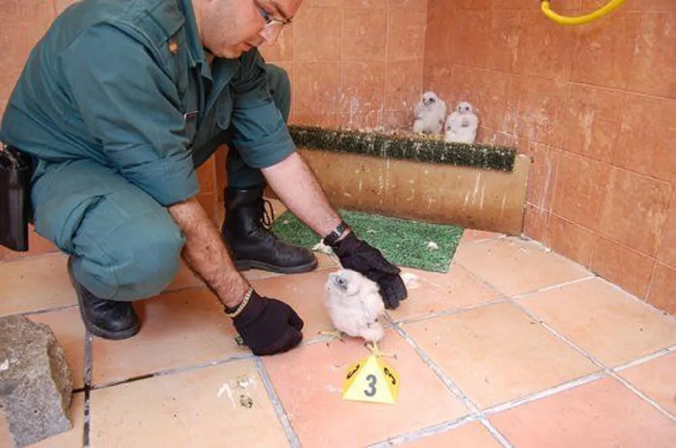 La Guardia Civil alerta de las consecuencias de acercarse a los nidos de las aves rapaces en el campo