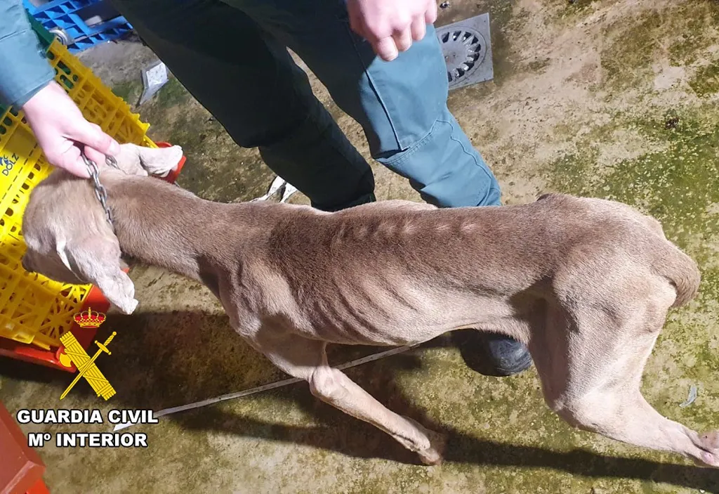 La Guardia Civil investiga a la propietaria de un perro por maltrato animal