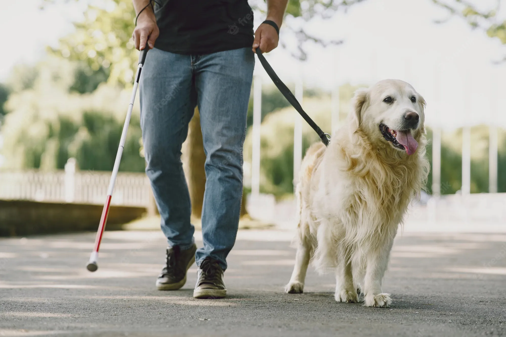 Este es el precio del seguro obligatorio para perros según la nueva Ley de Bienestar Animal