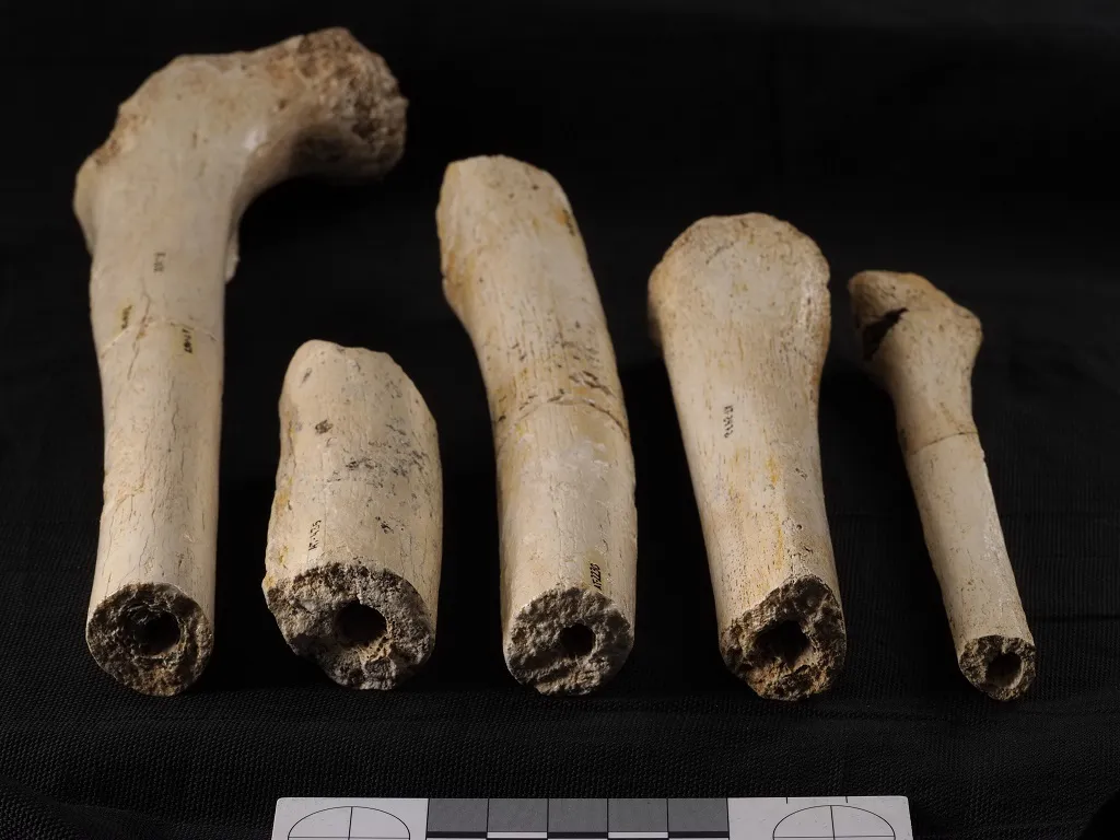 Un nuevo estudio ratifica que los carnívoros no intervinieron en la acumulación de restos humanos en la Sima de los Huesos