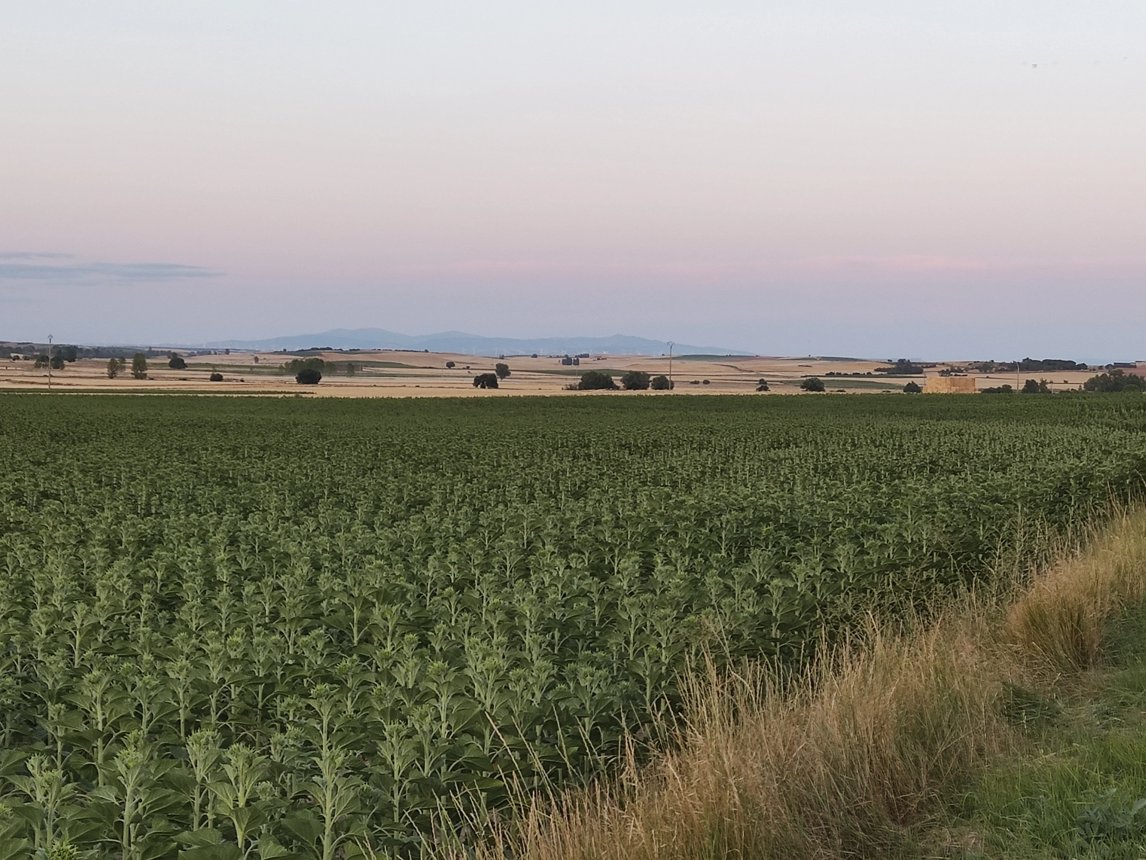 Castilla y León promoverá la transformación digital de la agroindustria a través del programa PAN