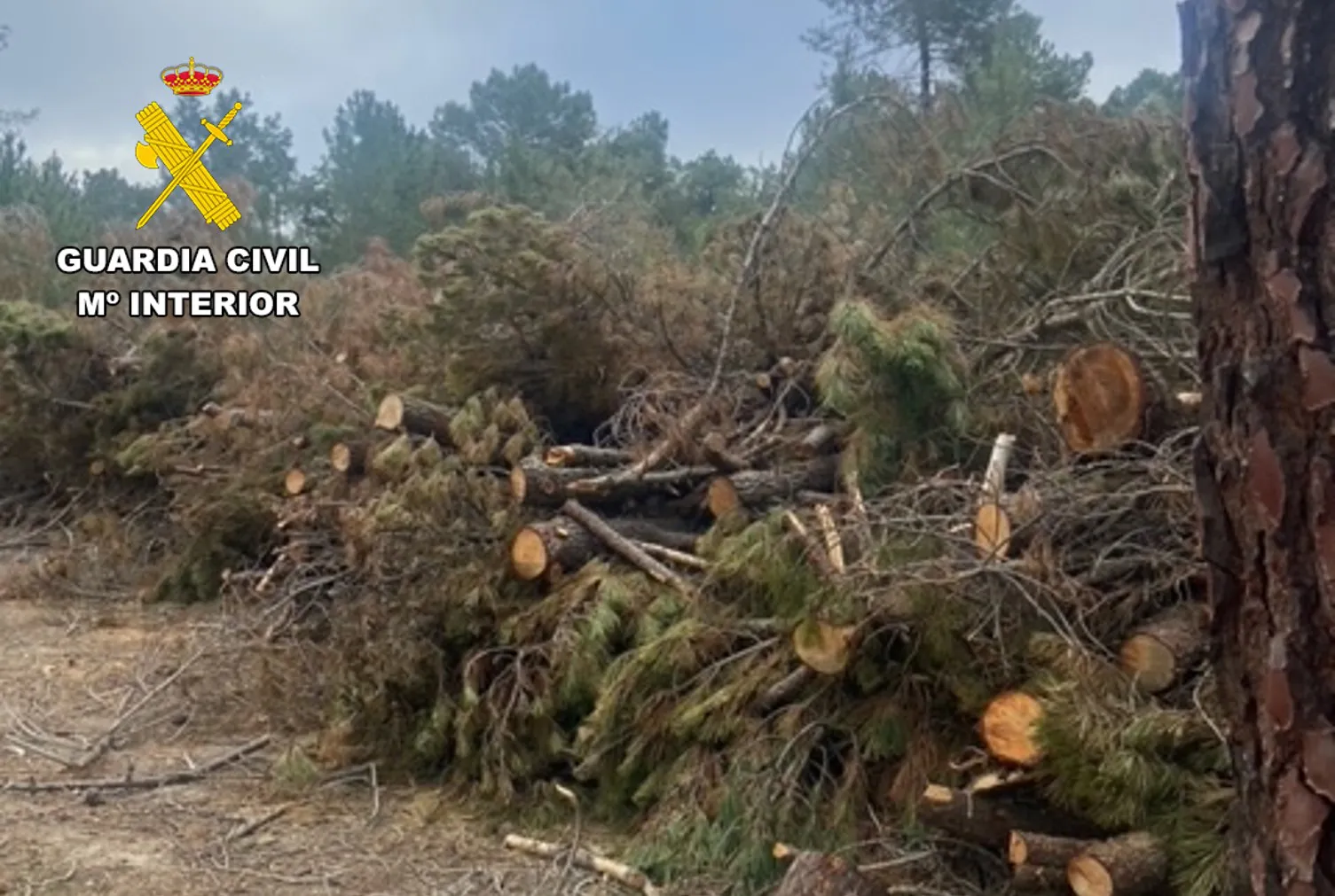 Investigan a una persona por el hurto de 23 toneladas de madera de pino