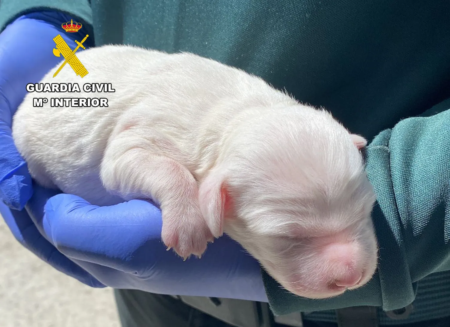 La Guardia Civil salva la vida a un cachorro de setter inglés cuando iba a ser sacrificado