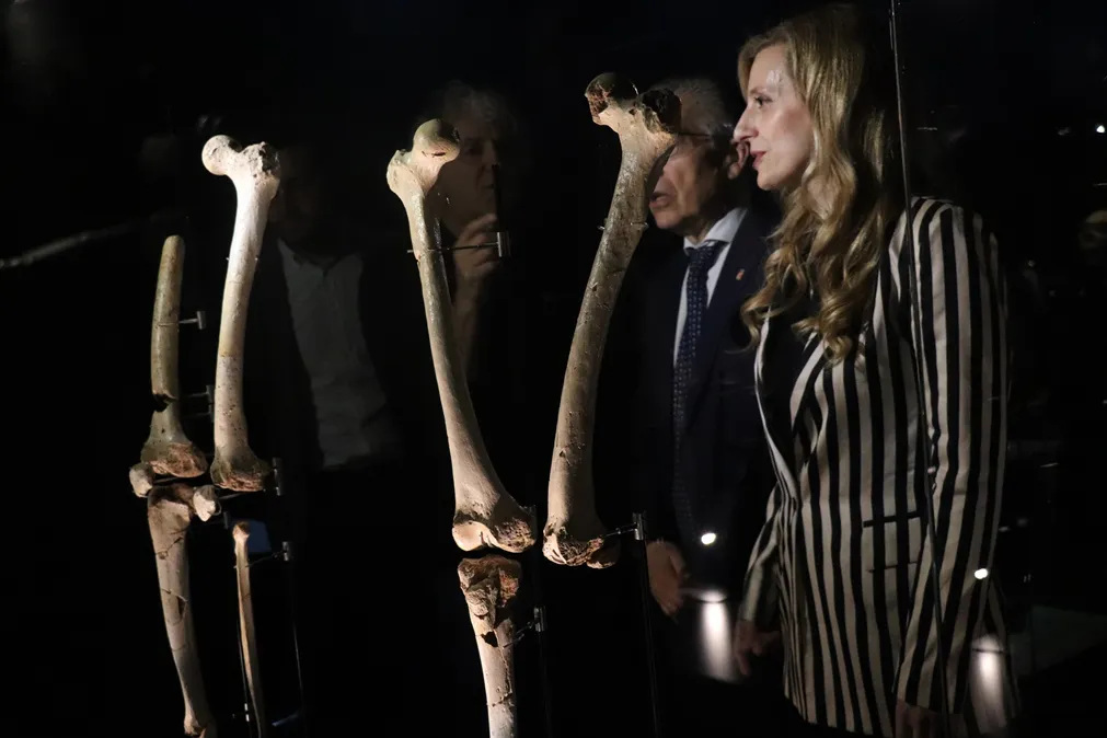 Nuevos fósiles llegan al Museo de la Evolución Humana