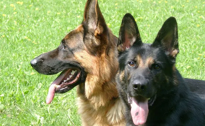 Multas de hasta 10.000 euros por dejar al perro atado a farolas, vallas o papeleras