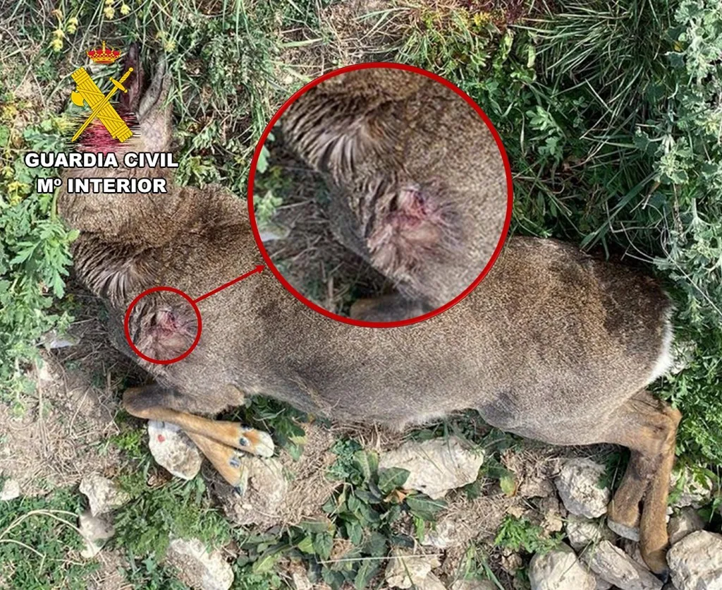 El SEPRONA investiga a un persona por furtivismo