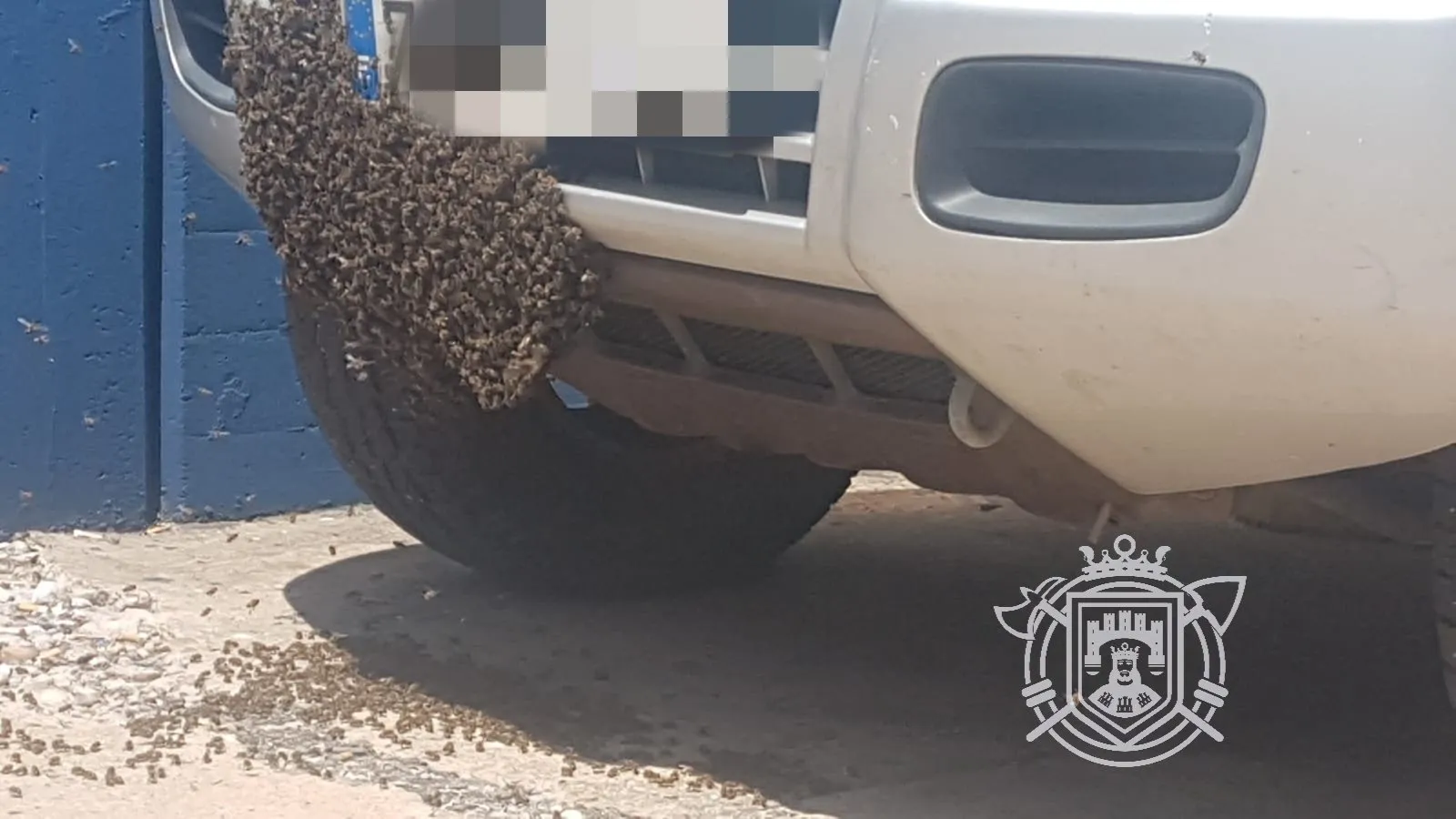 Retiran un enjambre de abejas del parachoques de un coche en Pentasa 3
