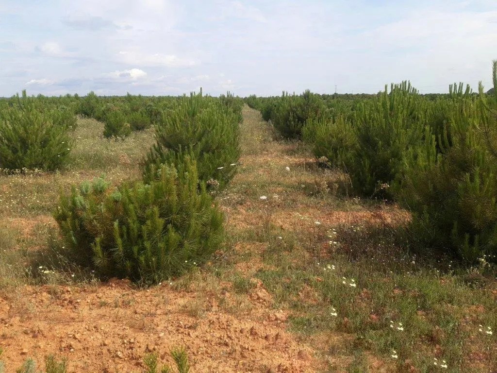 La Junta destina 7 millones de euros a las ayudas a la reforestación y creación de superficies forestales