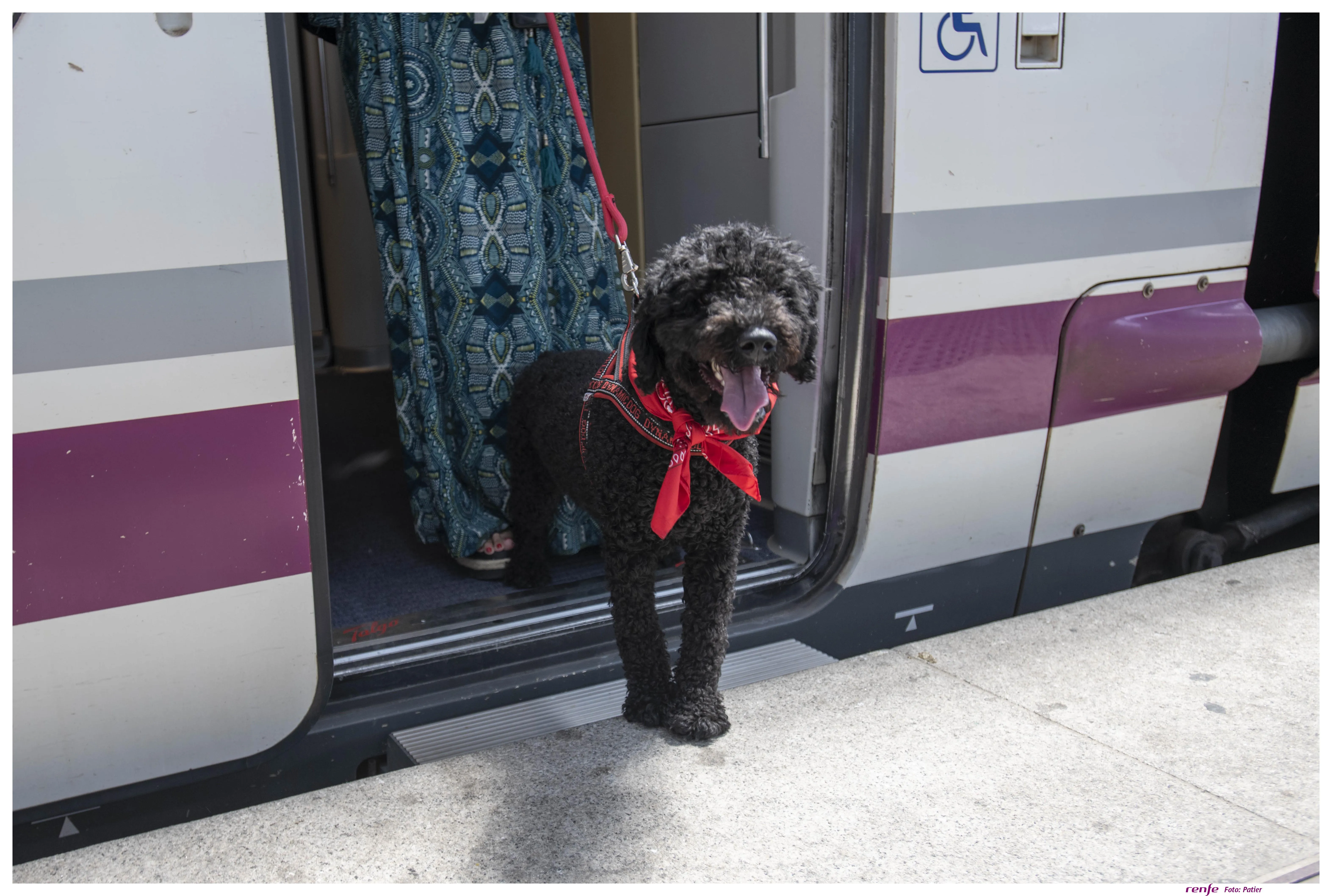 Se podrá viajar con mascotas hasta 10kg en los trenes Avlo de alta velocidad