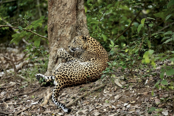 El MEH inicia un ciclo de cine y naturaleza con la proyección de la película ‘Panteras. Viviendo entre felinos’