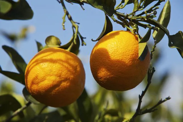 La Consejería de Agricultura convoca ayudas a inversiones en equipos colectivos de protección antiheladas para explotaciones de frutales de pepita