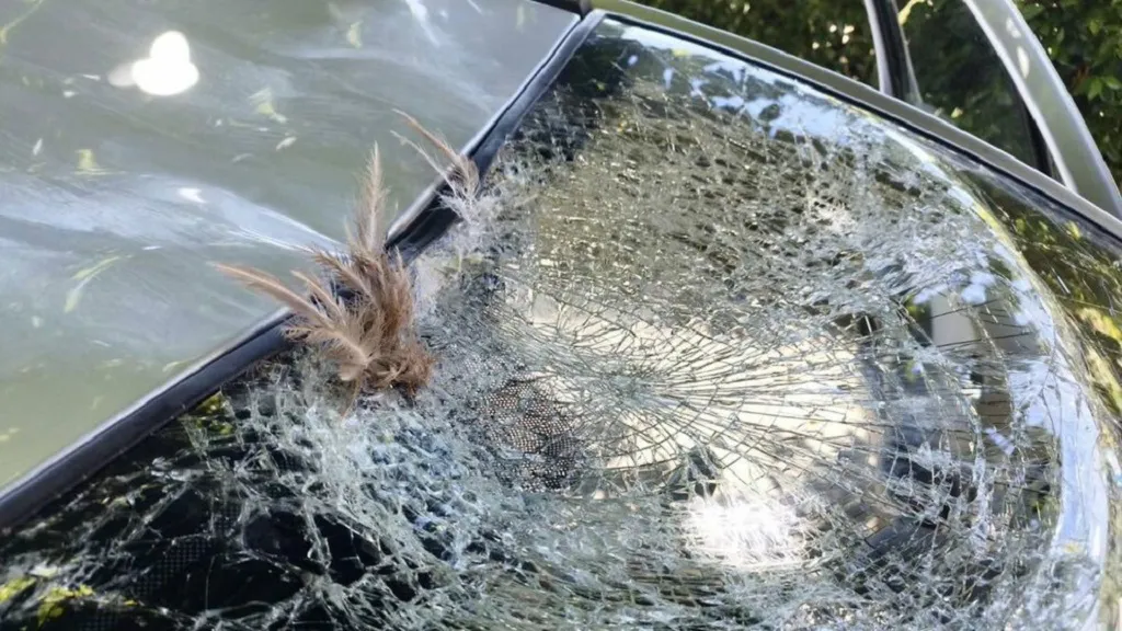 La peligrosa situación que ha provocado un buitre: un espectacular accidente de tráfico