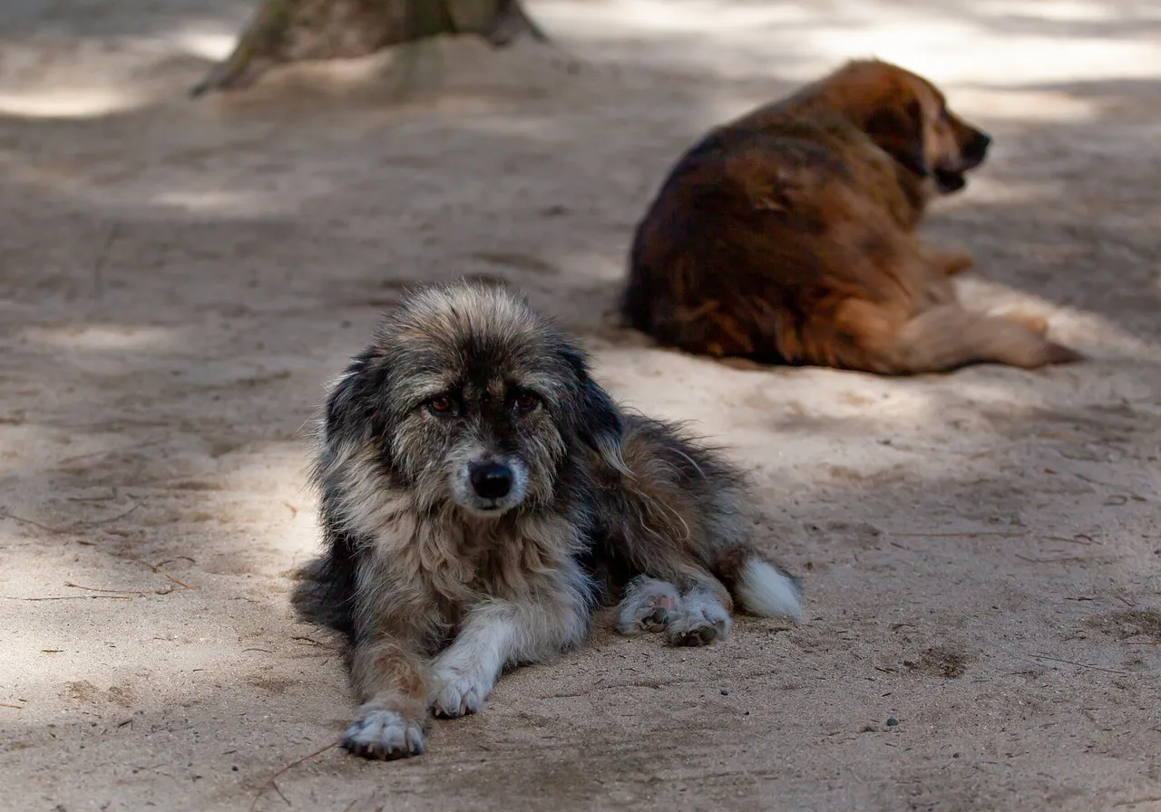 Estas son las acciones que podemos hacer a título individual para reducir el abandono animal