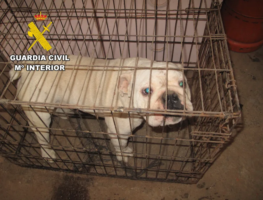 Denunciado un criador ilegal de perros de la raza bulldog inglés