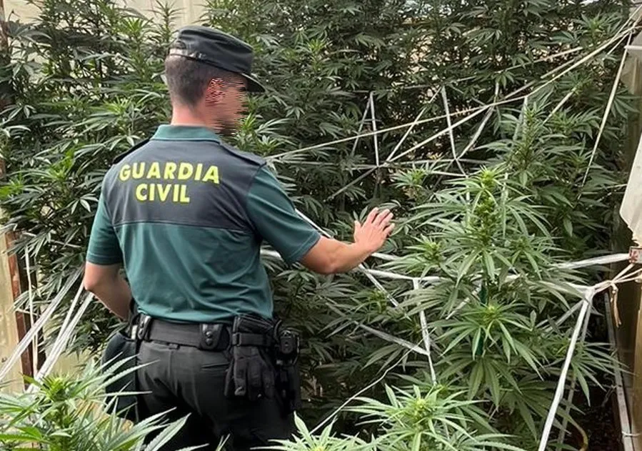 La Guardia Civil descubre una pequeña plantación de marihuana en La Demanda