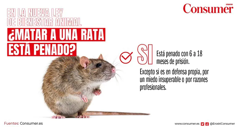 Penas de prisión de entre 6 y 18 meses por matar a una rata en tu casa con la nueva ley de bienestar animal