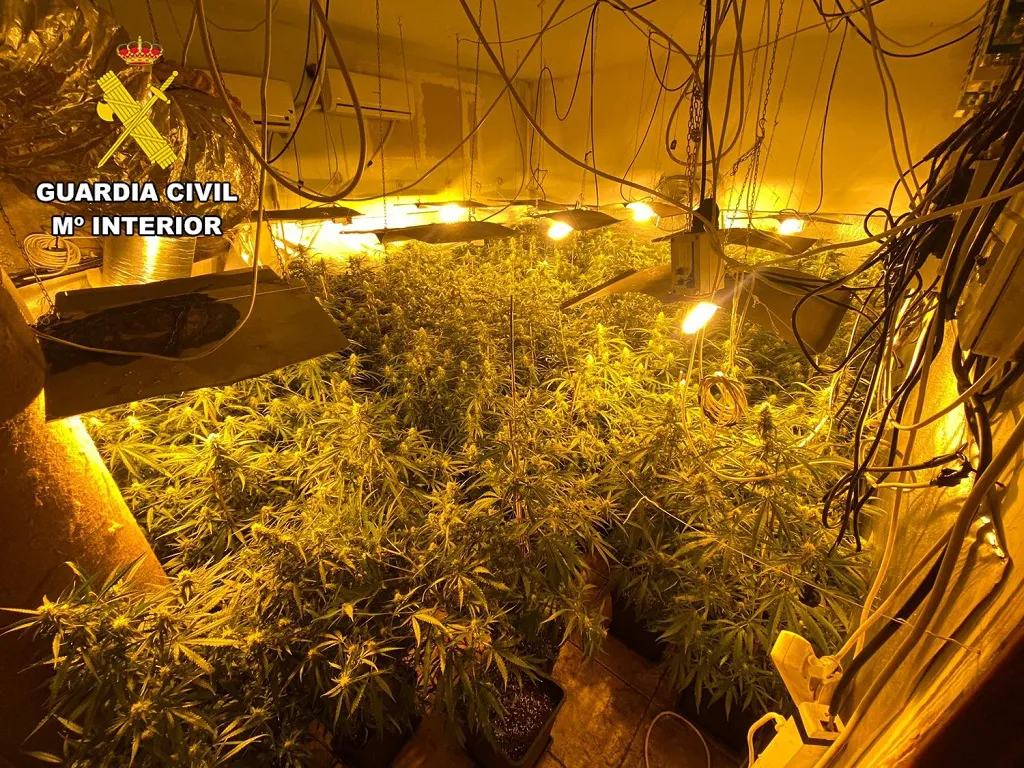 Desmantelan una plantación de marihuana y desarticulan un punto de venta en Las Merindades