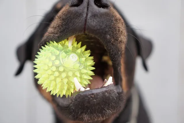 Prohíben el acceso de los perros a los edificios públicos