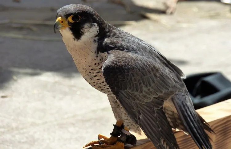 El primer año de la reintroducción del halcón peregrino en la ciudad de Burgos asienta a dos juveniles machos: Castor y Oscar