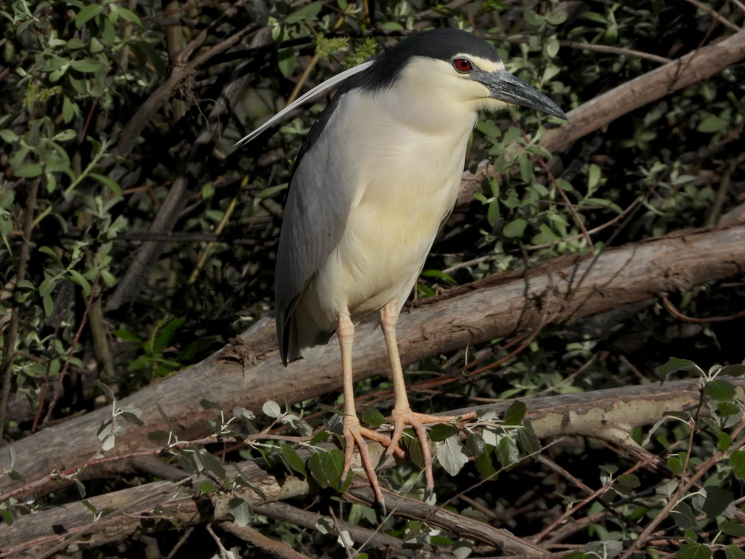 Castilla y León continúa con el censo para conocer el estado de conservación de las especies de garzas reproductoras