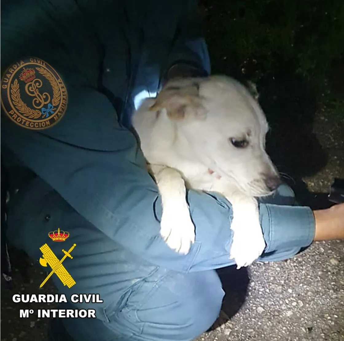 La Guardia Civil rescata a una cachorra de labrador que quedó atrapada en la orilla del río Cadagua