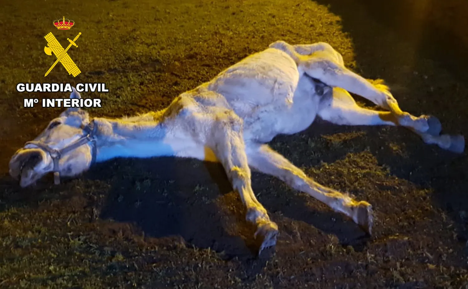 La Guardia Civil investiga al propietario de un caballo por maltrato animal