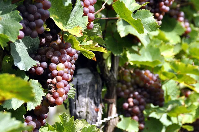Itacyl participa en un innovador proyecto europeo para mejorar los paisajes vitivinícolas y su conservación