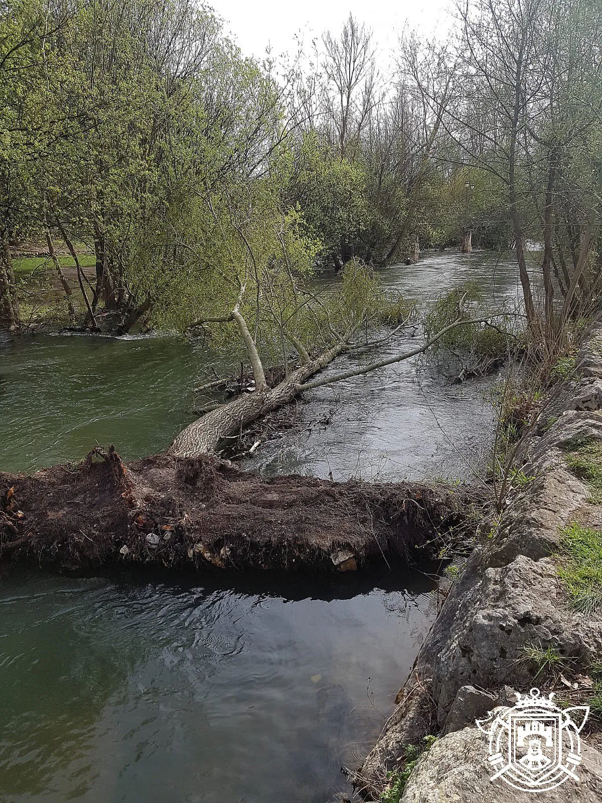 Retiran un árbol caído del cauce del río Arlanzón