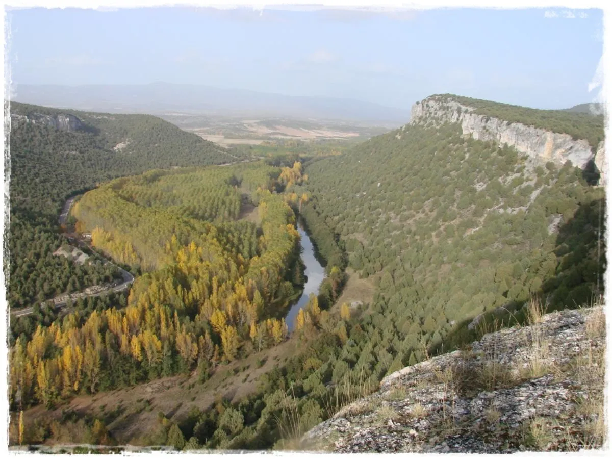 La segunda edición de la Enebrada trae una nueva plantación popular que aportará mil sabinas al valle medio del Arlanza