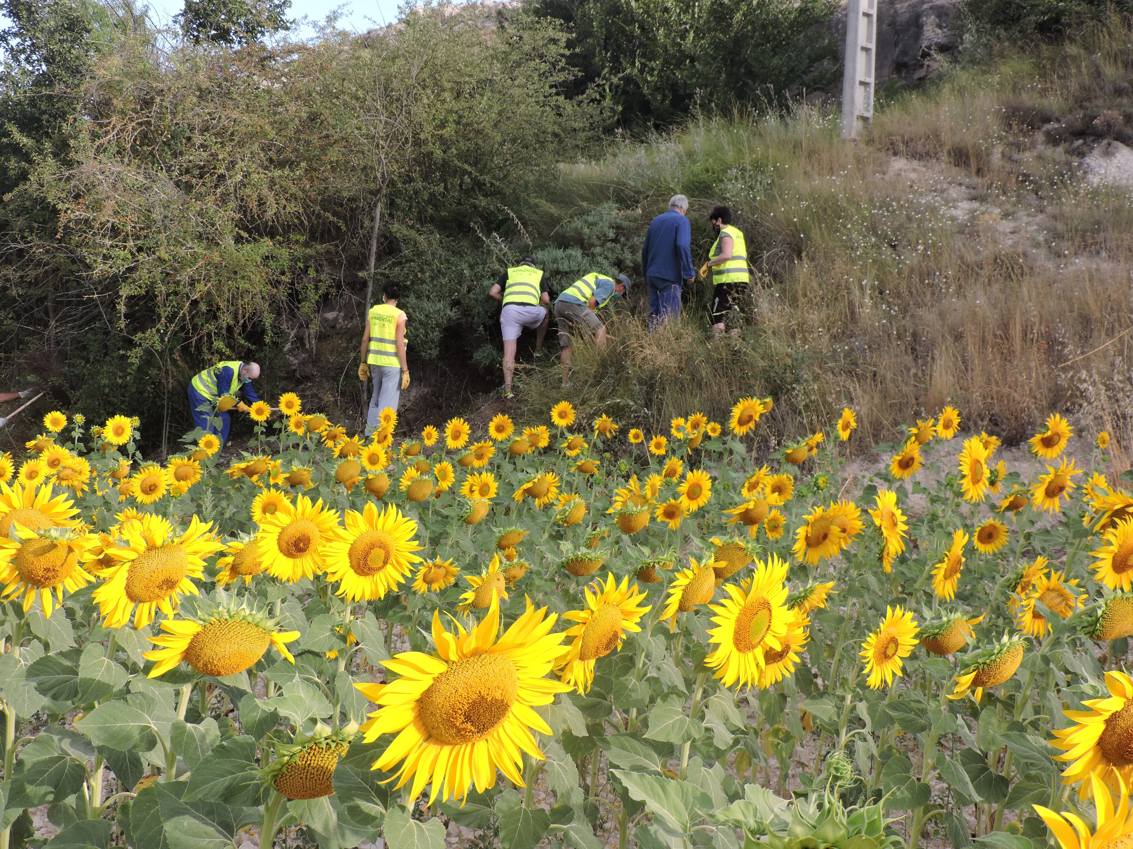 La Fundación Caja de Burgos y la Fundación la Caixa convocan la duodécima edición de su línea de ayudas a proyectos de voluntariado ambiental