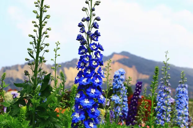 El delphinium, la flor estrella de la Feria de las Flores de este año