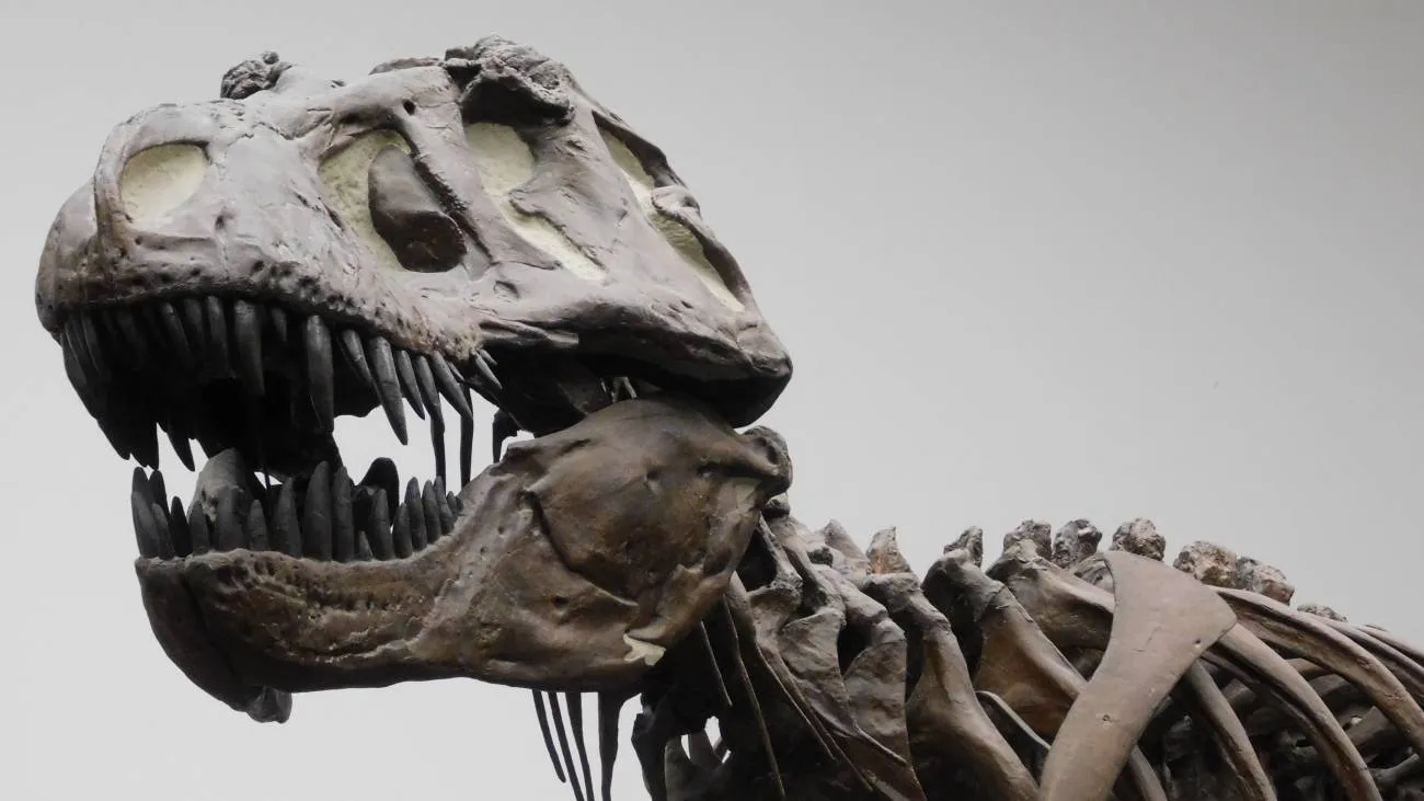 El Tyrannosaurus rex no era tan listo como se pensaba