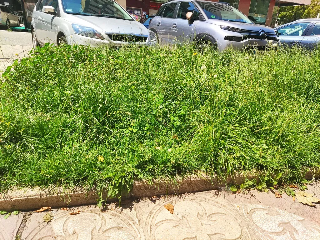 Niño considera que se está trabajando bien en el mantenimiento de las zonas verdes de Burgos